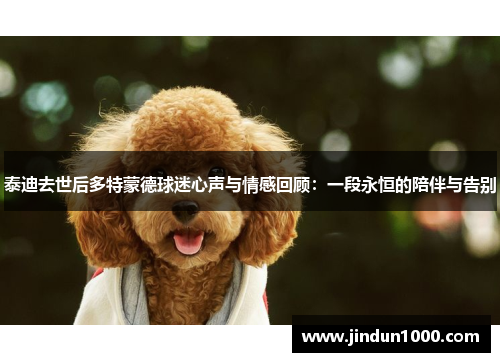 泰迪去世后多特蒙德球迷心声与情感回顾：一段永恒的陪伴与告别